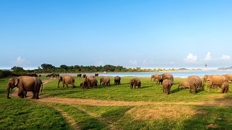Minneriya / Wasgamuwa Elephant Safari
